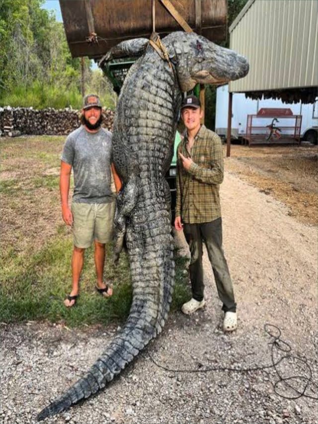 A 13-foot-long, 680-pound alligator was caught after 20 years